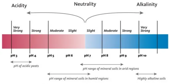 pH Measurement